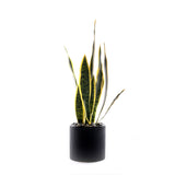 Sanserieria Plant in Black Ribbed Planter #P-21