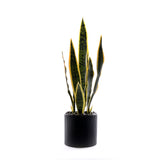 Sanserieria Plant in Black Ribbed Planter #P-21