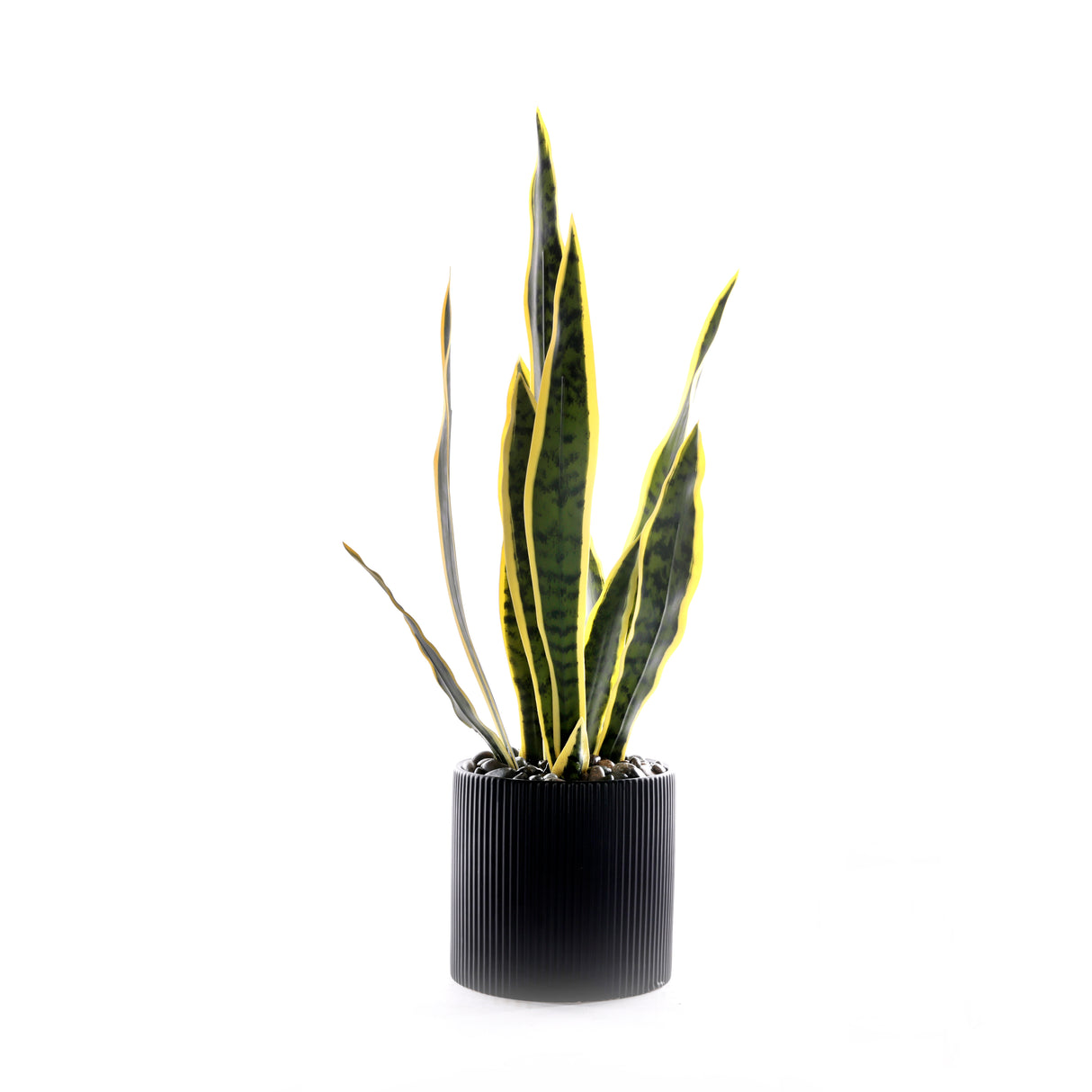 Sanserieria Plant in Black Ribbed Planter #P-21