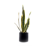 Sanserieria Plant in Black Ribbed Planter #P-21