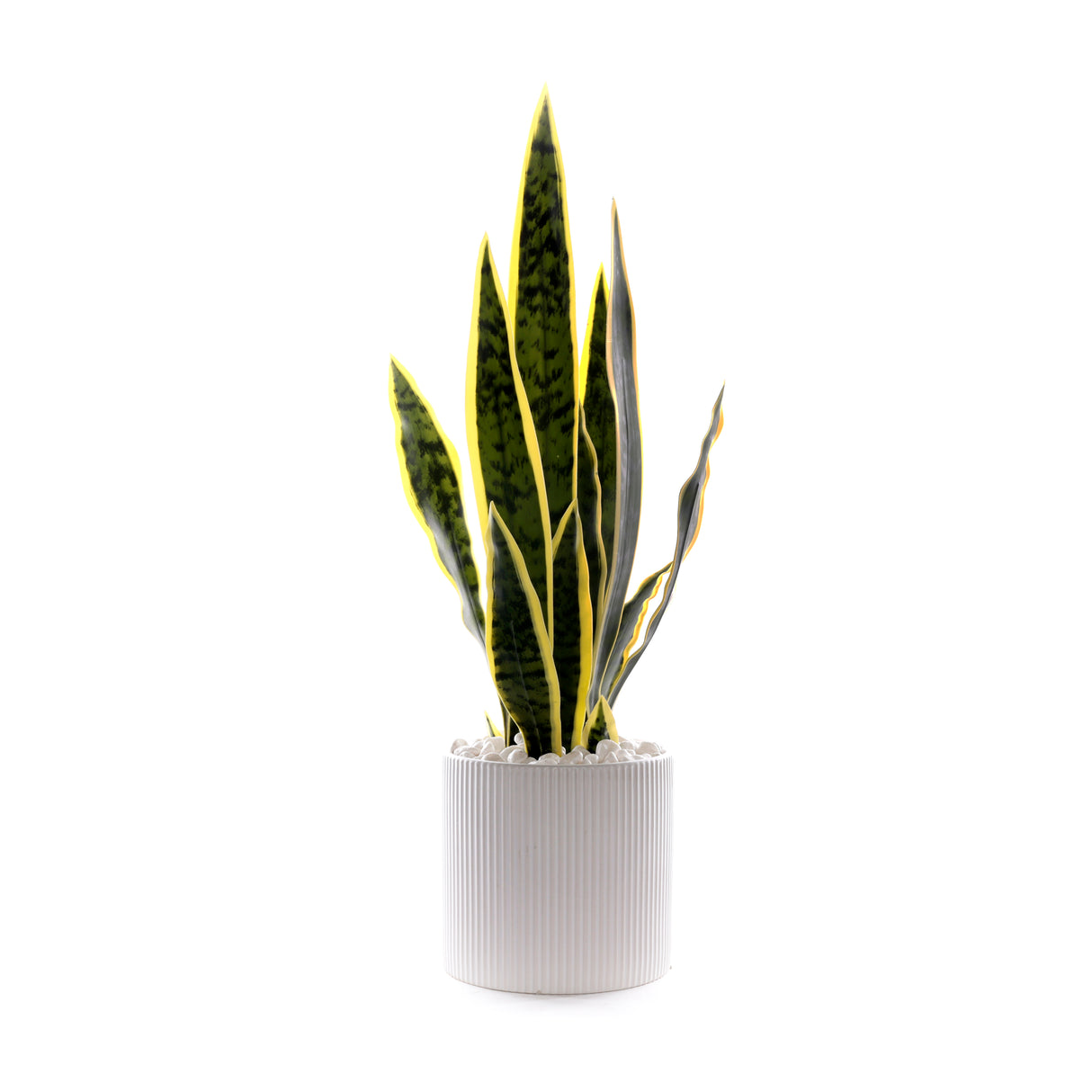 Sanserieria Plant in White Ribbed Planter #P-22