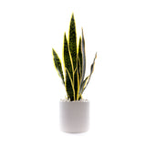 Sanserieria Plant in White Ribbed Planter #P-22