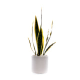 Sanserieria Plant in White Ribbed Planter #P-22
