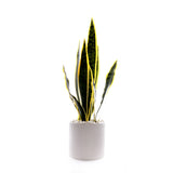 Sanserieria Plant in White Ribbed Planter #P-22
