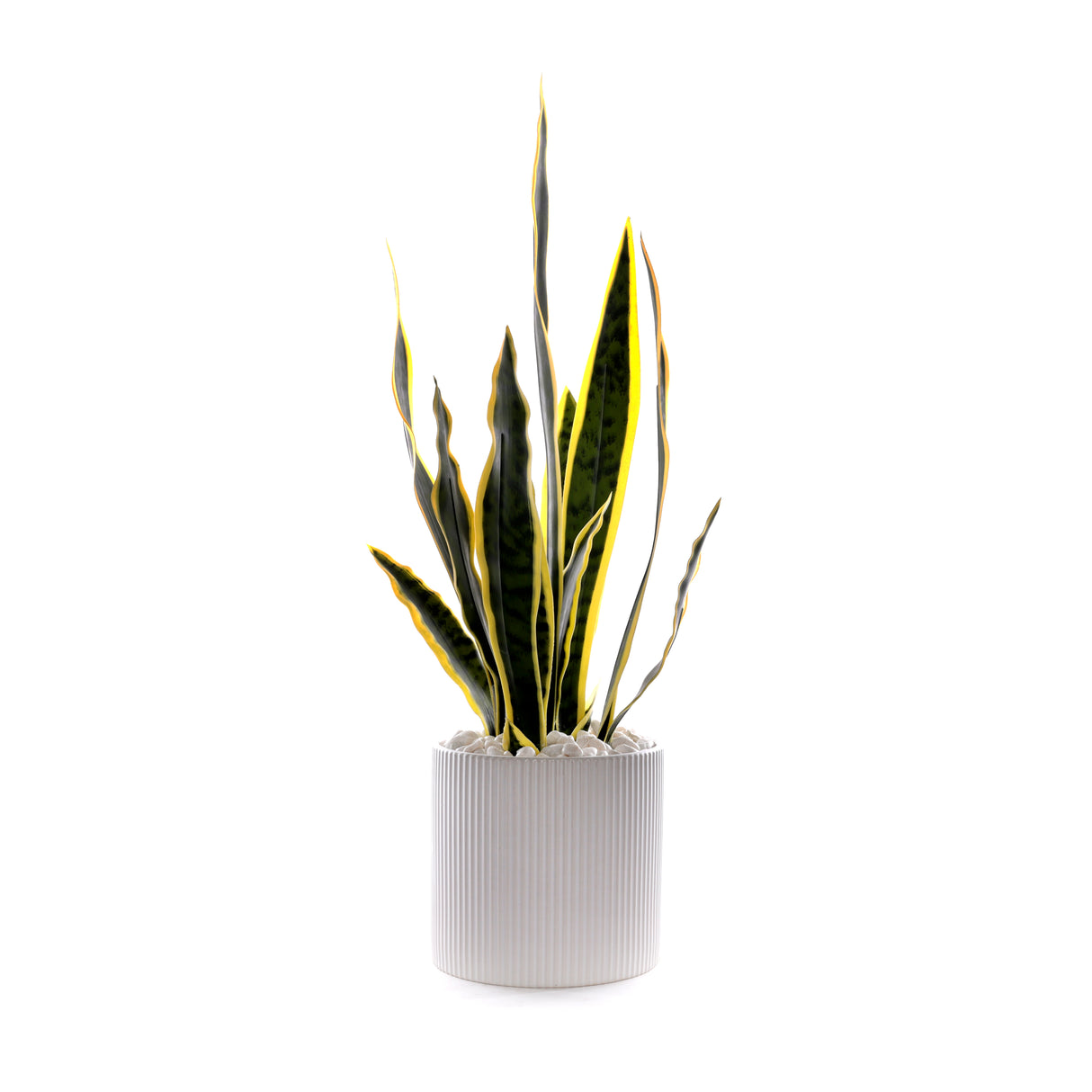 Sanserieria Plant in White Ribbed Planter #P-22