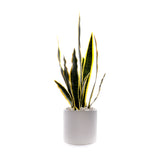 Sanserieria Plant in White Ribbed Planter #P-22