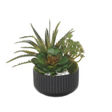 Succulent Arrangement with White Rocks Moss in Black Pot #S-56