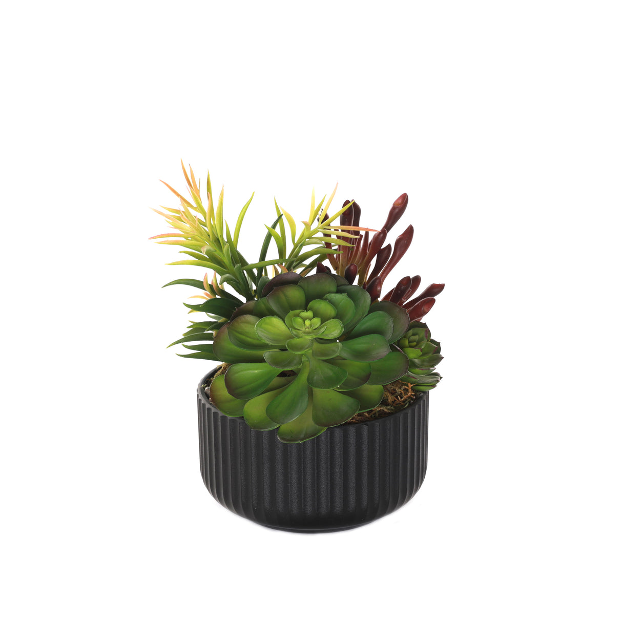 Succulents Arrangement with rocks in Black Pot #S-58