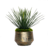 Whipple Yucca/Moss in Green Gold Metal Planter #S-69