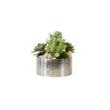 Succulents Arrangement in Silver Etched Bowl #S-76