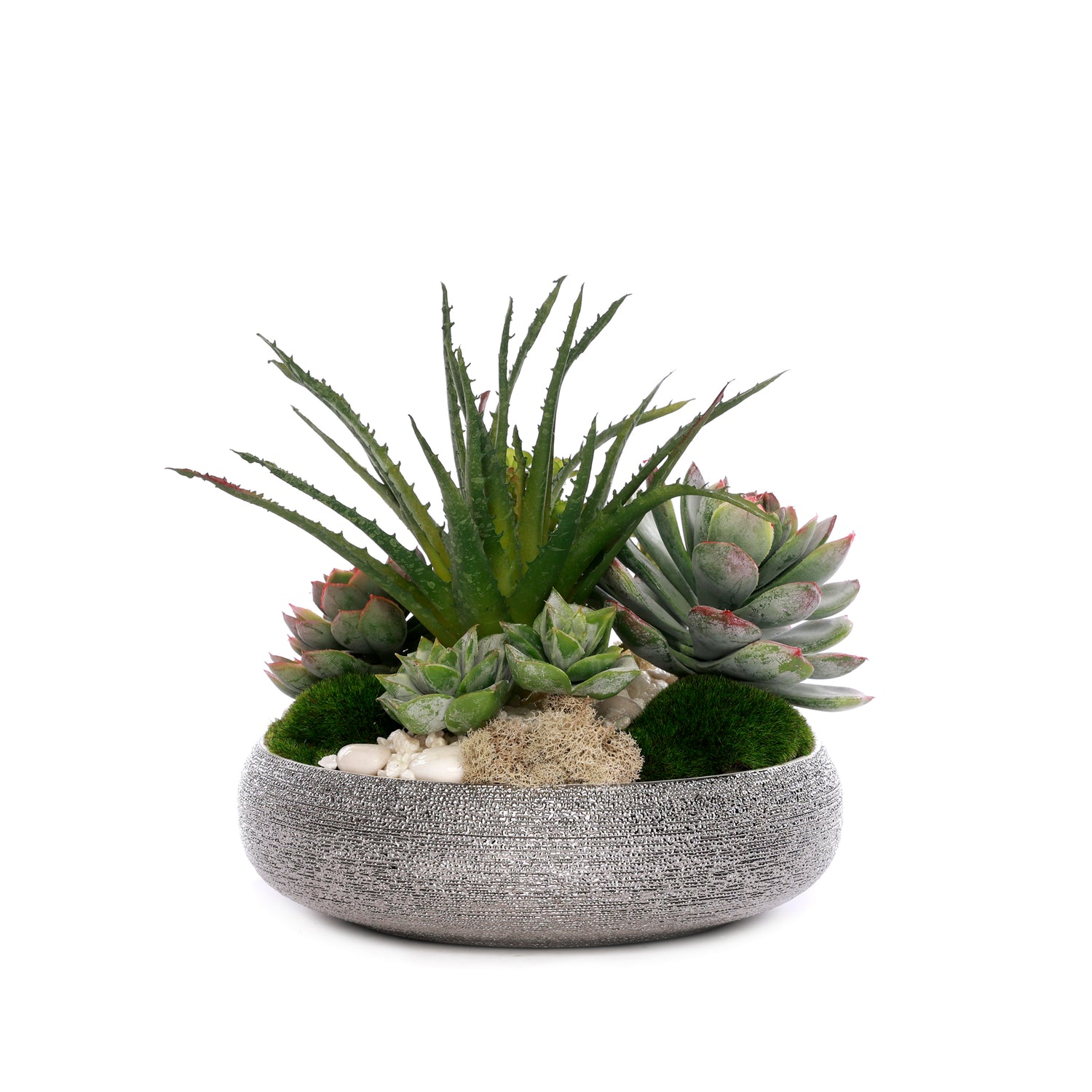 susan's succulents Succulent with Pebbles and Moss in Textured Silver Bowl #S-83 – Jenny Silks