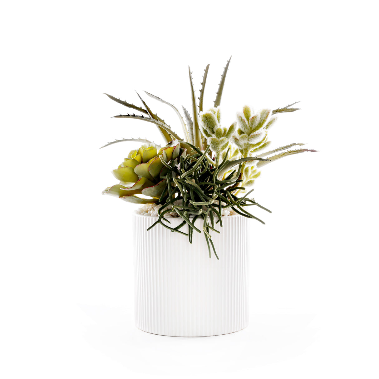 Succulents in White Ribbed Planter #S-85