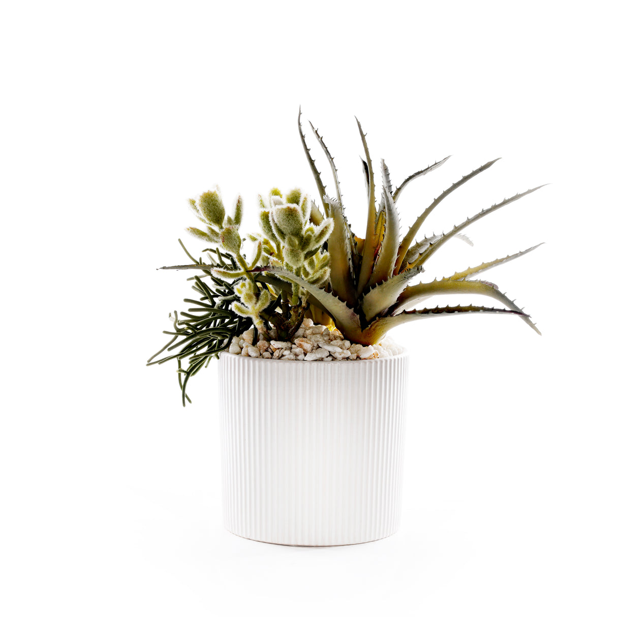 Succulents in White Ribbed Planter #S-85