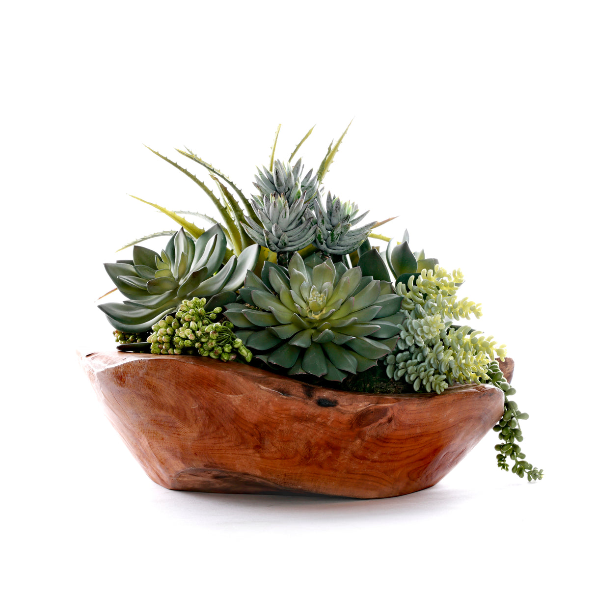 Succulents in Teak Wood Bowl #S-86