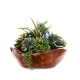 Succulents in Teak Wood Bowl #S-86