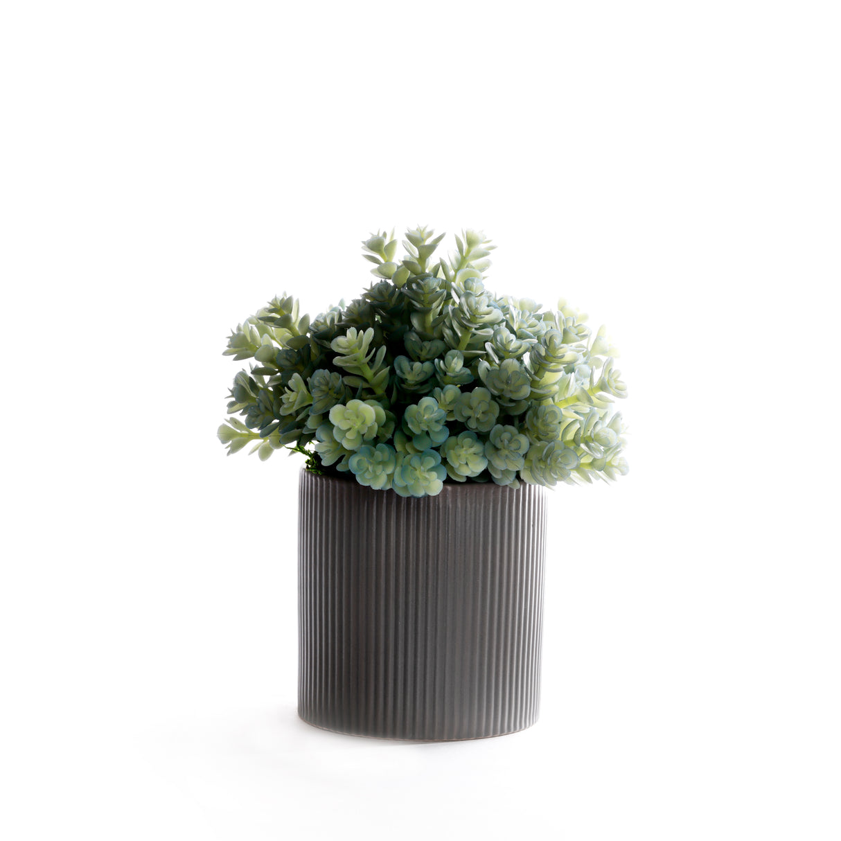 Succulents in Gray Ribbed Planter #S-87