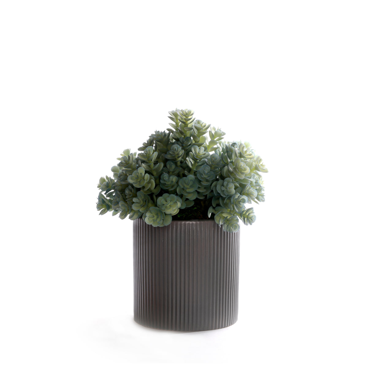 Succulents in Gray Ribbed Planter #S-87