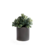 Succulents in Gray Ribbed Planter #S-87