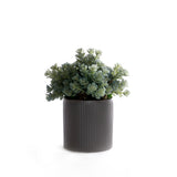 Succulents in Gray Ribbed Planter #S-87