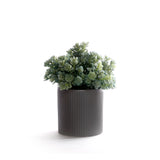Succulents in Gray Ribbed Planter #S-87