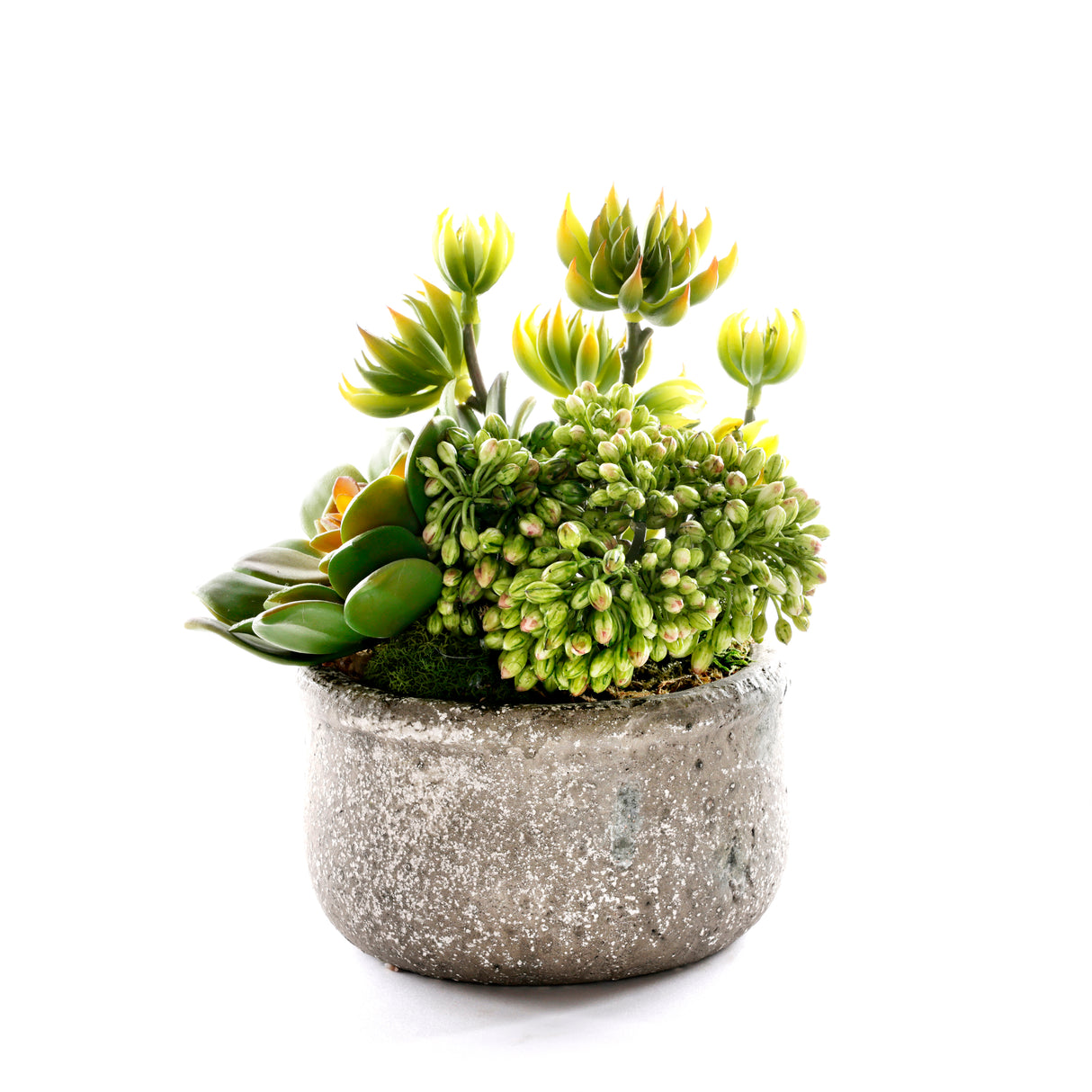 Succulents in Green Garden Bowl #S-88