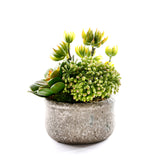 Succulents in Green Garden Bowl #S-88