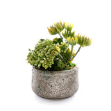 Succulents in Green Garden Bowl #S-88