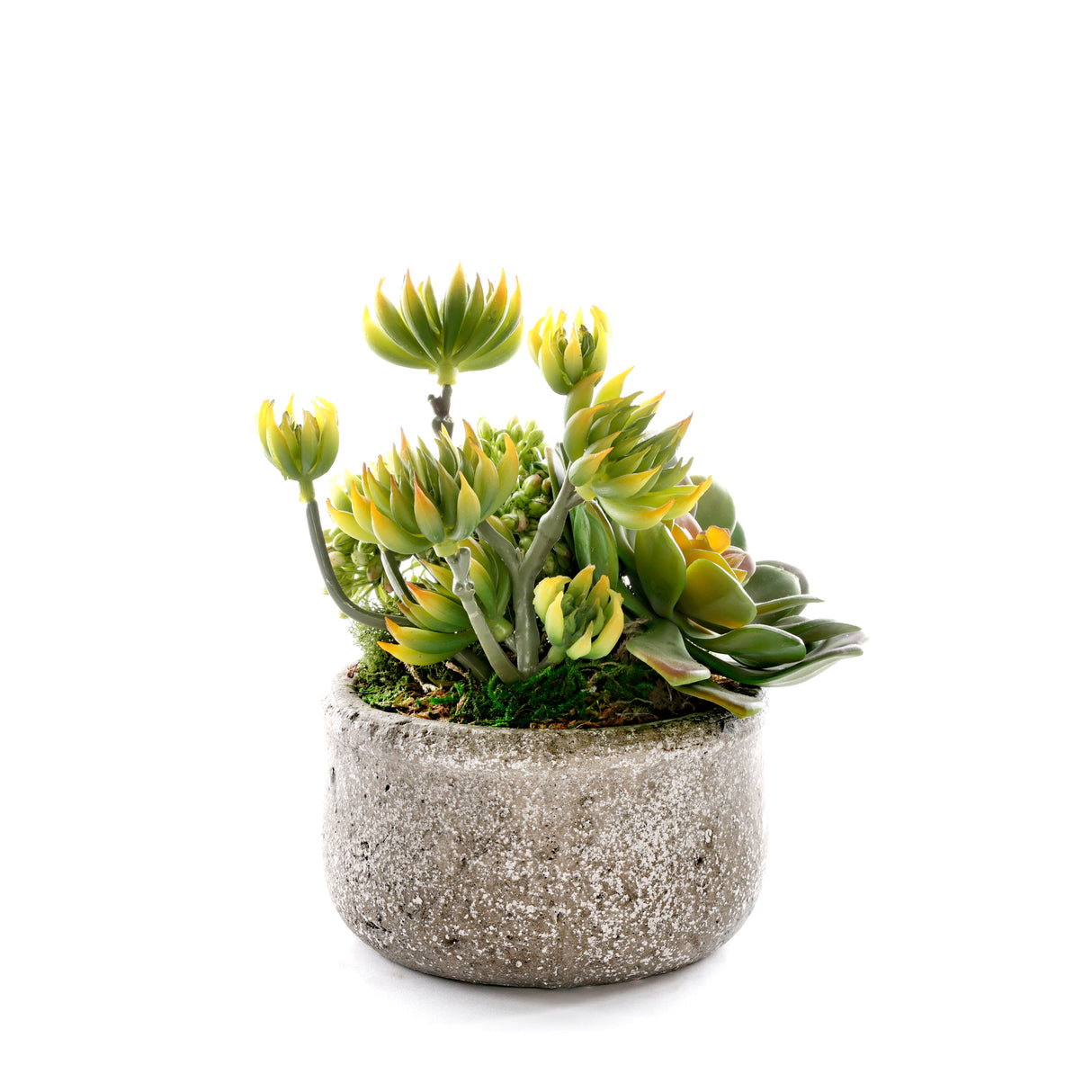 Succulents in Green Garden Bowl #S-88