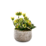 Succulents in Green Garden Bowl #S-88