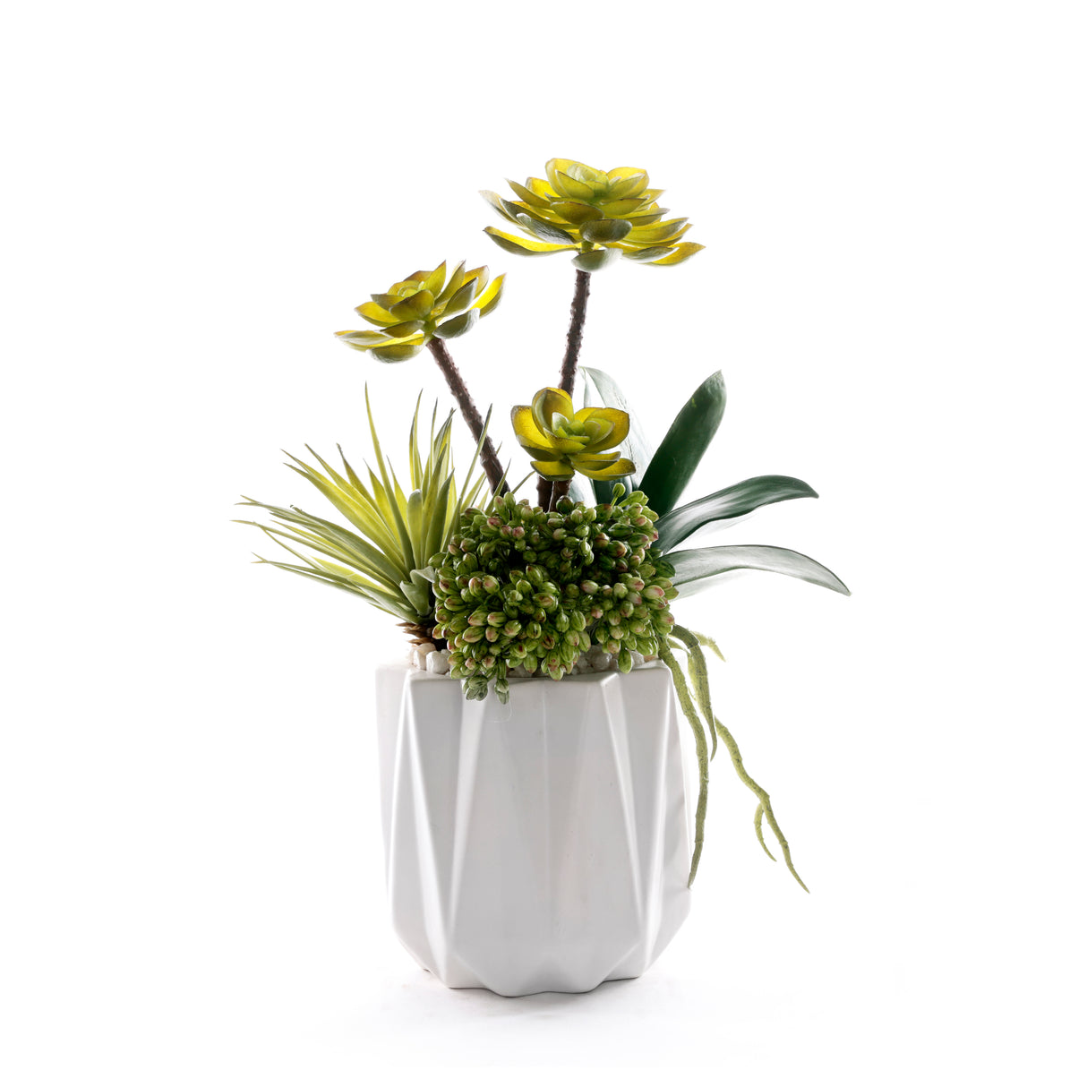 Succulents in White Dimensional Planter #S-89