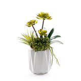 Succulents in White Dimensional Planter #S-89