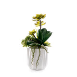 Succulents in White Dimensional Planter #S-89