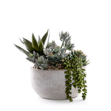 Succulents in Round Stone Wash Bowl #S-91