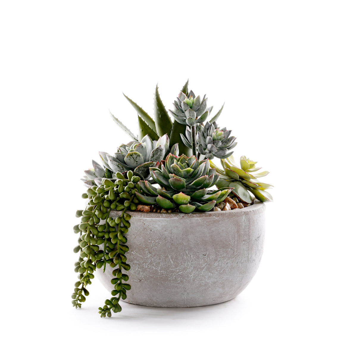 Succulents in Round Stone Wash Bowl #S-91