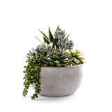 Succulents in Round Stone Wash Bowl #S-91