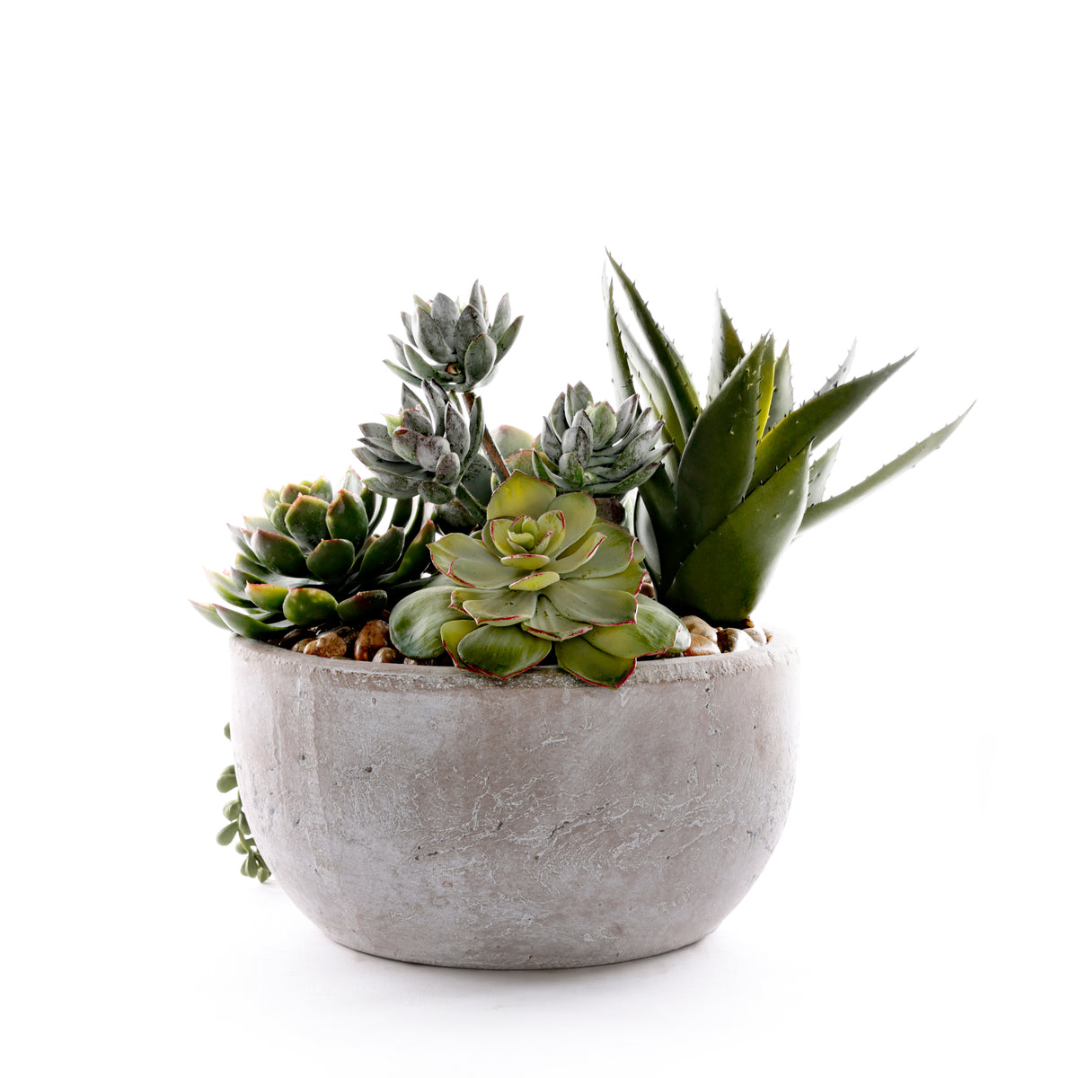 Succulents in Round Stone Wash Bowl #S-91