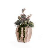 Succulents in Sculptured Planter #S-93