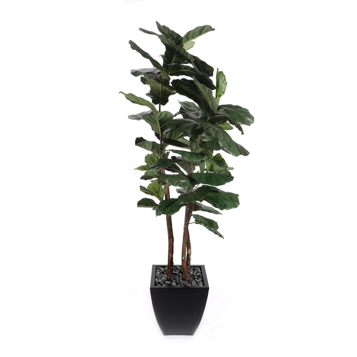 7' Brazilian Fiddle Leaf Tree with Real Wood Trunks in Black Pot #T-100B