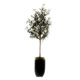 80"H Olive Tree With Faux Moss In Black Tapered Tin Planter #T-106