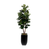 6'H Fiddle Leaf Tree, Real Wood Trunks in Black Tin Pot #T-107
