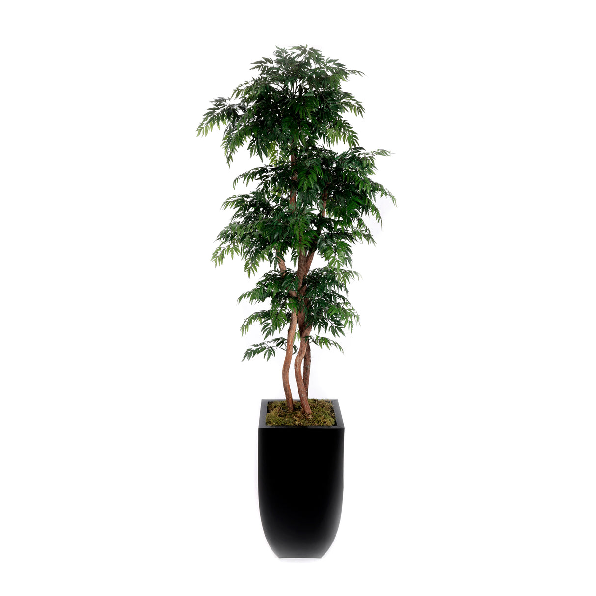 84"H Aralia Tree Real Wood Trunks in Black Tapered Tin Pot #T-109