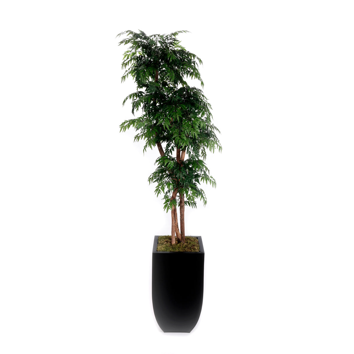 84"H Aralia Tree Real Wood Trunks in Black Tapered Tin Pot #T-109