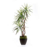 7'H Yucca Tree with Real Wood Trunks in Bronze Tin Pot #T-115