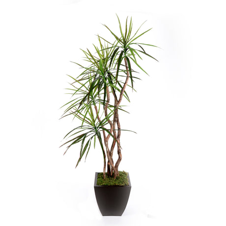 7'H Yucca Tree with Real Wood Trunks in Bronze Tin Pot #T-115