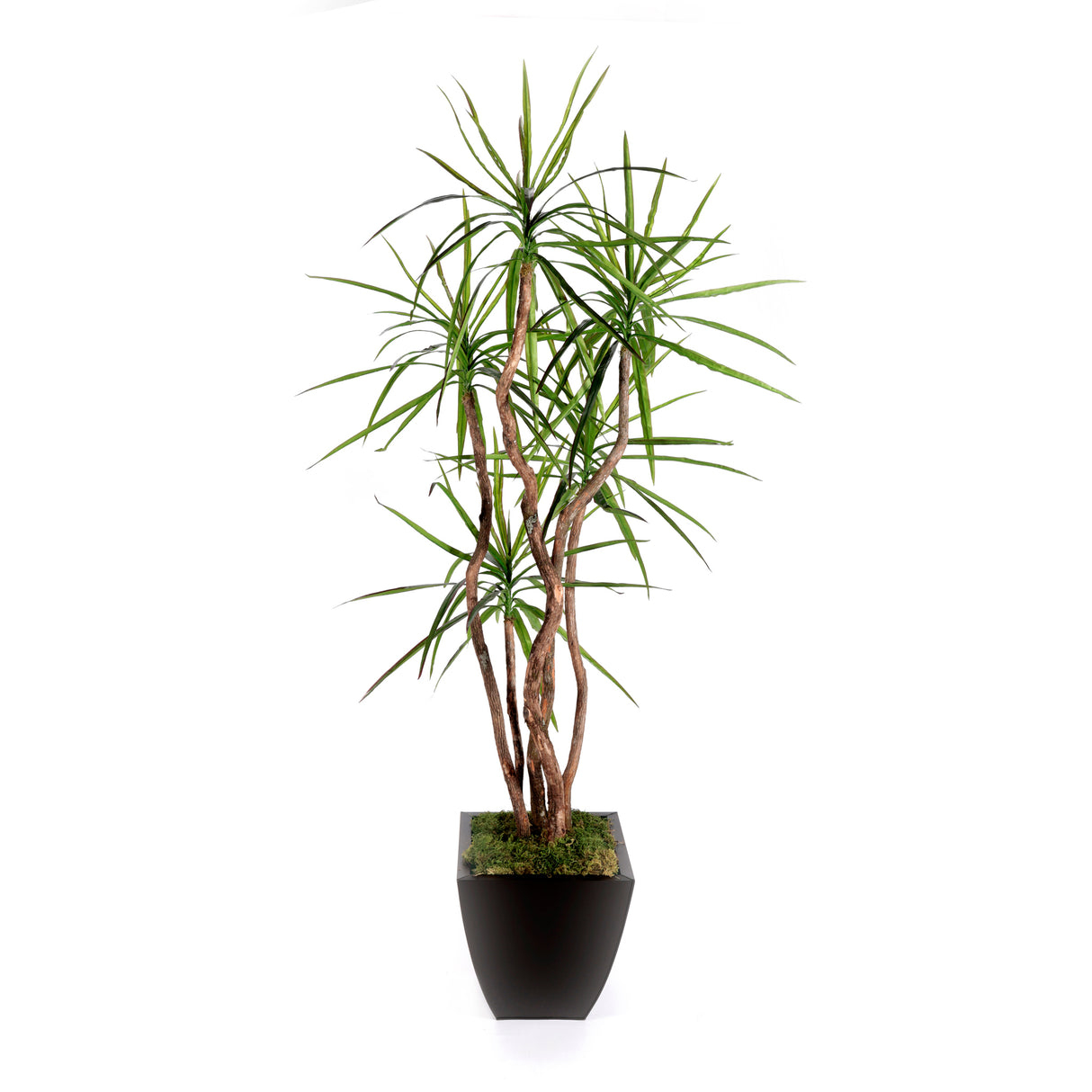 7'H Yucca Tree with Real Wood Trunks in Bronze Tin Pot #T-115