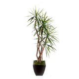 7'H Yucca Tree with Real Wood Trunks in Bronze Tin Pot #T-115