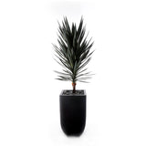 70"H Yucca Tree w/Blk Rocks in Black Metal Planter #T-117