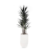 78"H Yucca Plant w/White Rocks in White Metal Planter #T-118