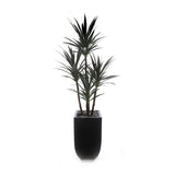78"H Yucca Plant w/Blk Rocks in Black Metal Planter #T-119