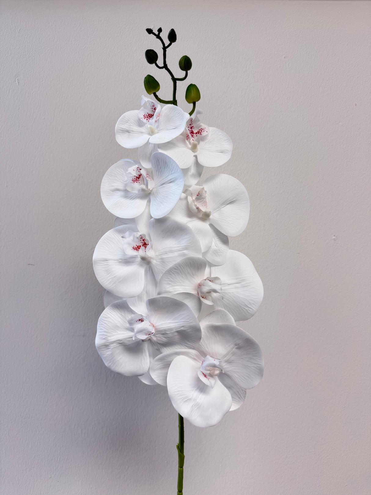 31” Real Touch Phalaenopsis Orchid Spray with 8 Flowers in White Color ( 6 Pcs per Box)  #ZFO422-WH